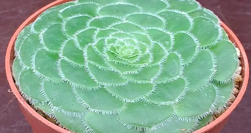 Maceta con una planta de aeonio