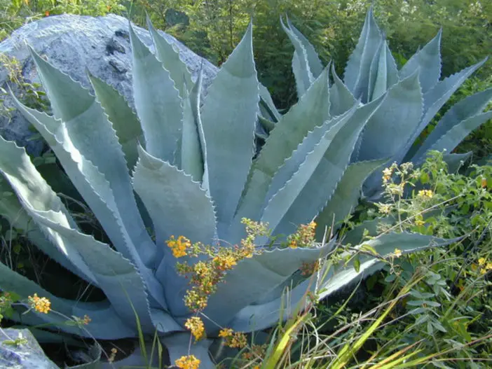 Century Plant: beneficios, usos y efectos secundarios