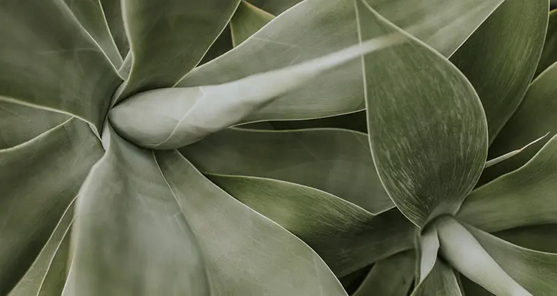 Primer plano del Agave Attenuata