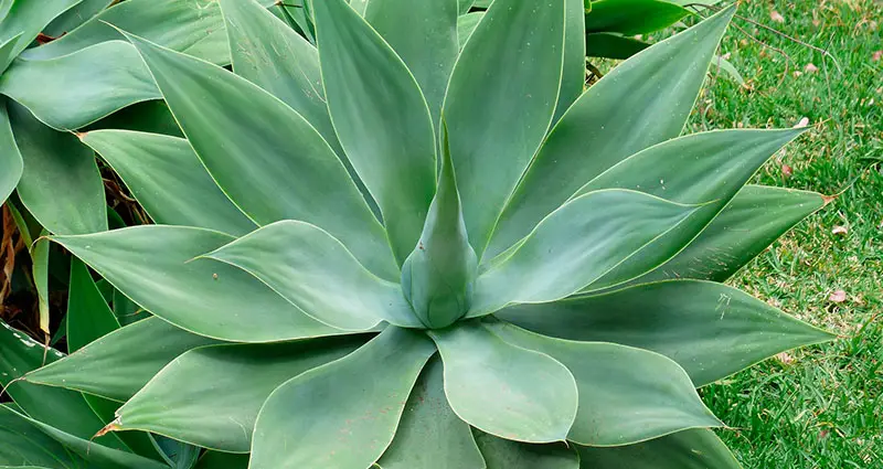 Agave Attenuata