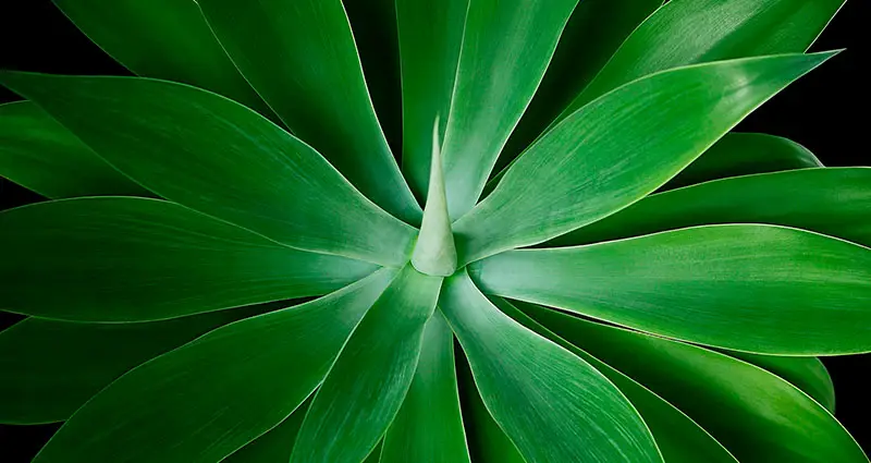 Primer plano del Agave Attenuata