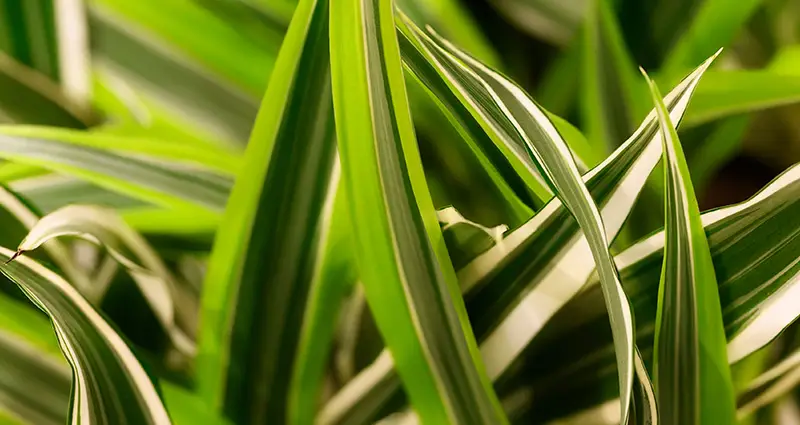 Primer plano de la planta