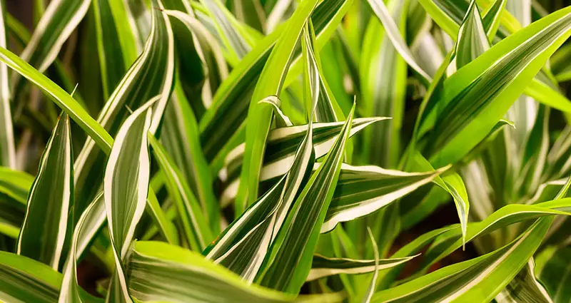 Primer plano del agave desmettiano