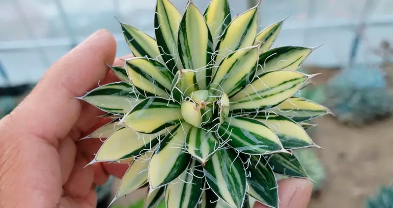 Mano tomando una agave filifera