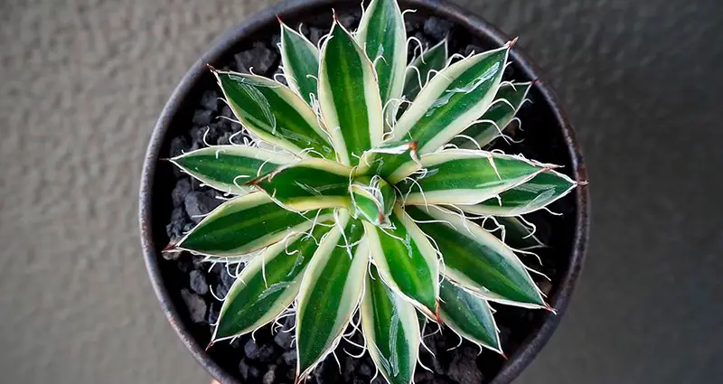 Agave filifera desde arriba