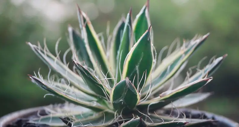 Planta en primer plano con fondo desenfocado