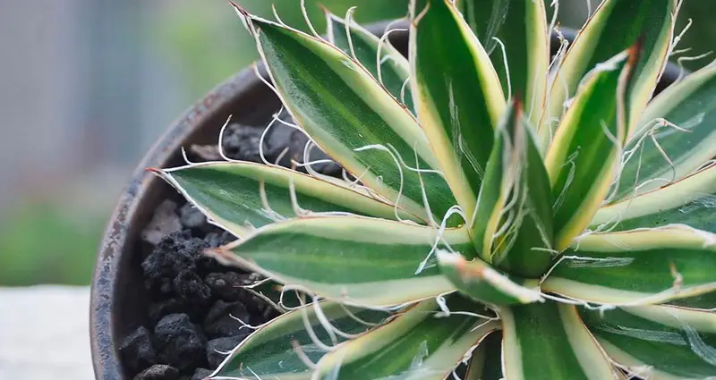 Agave filifera generalmente libre de plagas