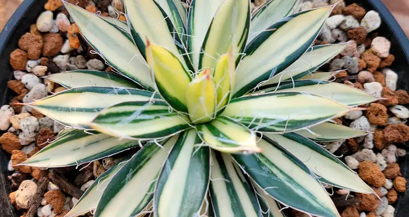 Planta en una maceta con piedras