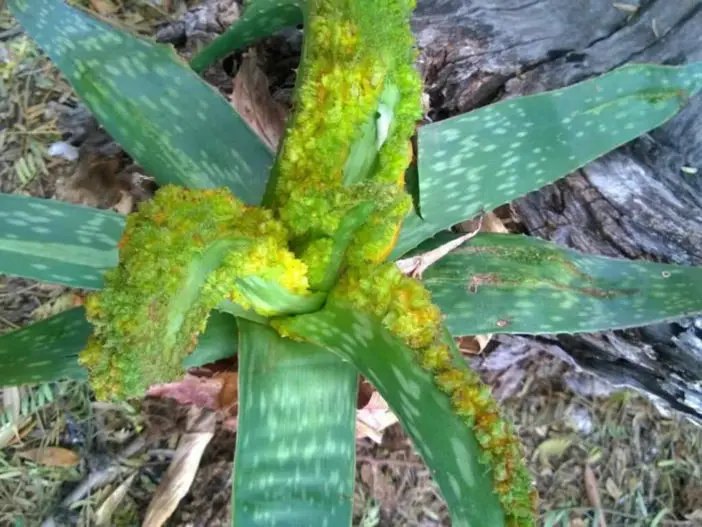 Ácaros del aloe (cáncer de aloe)