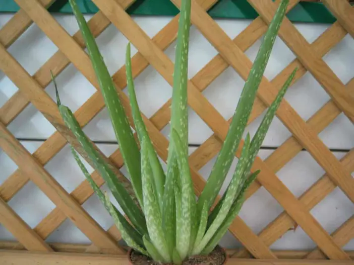 Suculentas comestibles saludables (Aloe vera)