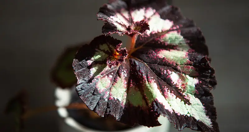 ? ¿Cómo cultivar, reproducir y cuidar el Begonia - Begonia rex? - Info  Suculentas