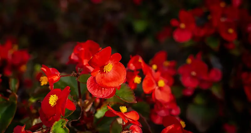 Primer plano de las flores rojas de la begonia semperflorens