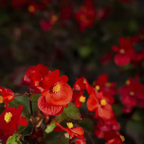 Flores rojas de Begonia semperflorens