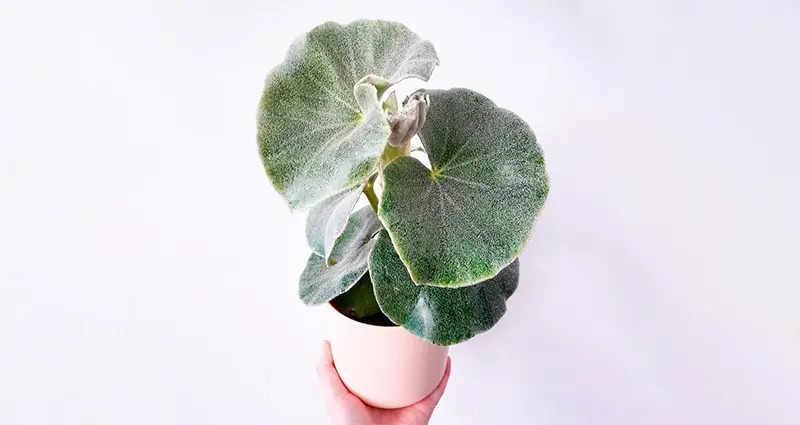 Maceta con una begonia venosa