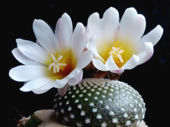 Blossfeldia liliputiana