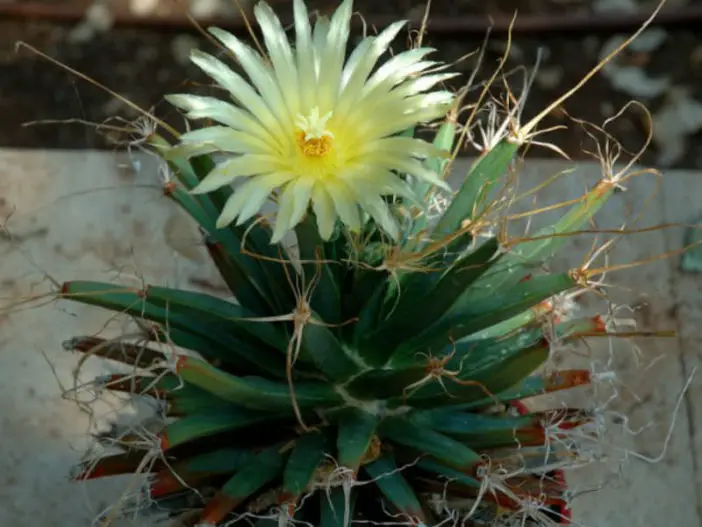 agave cactus