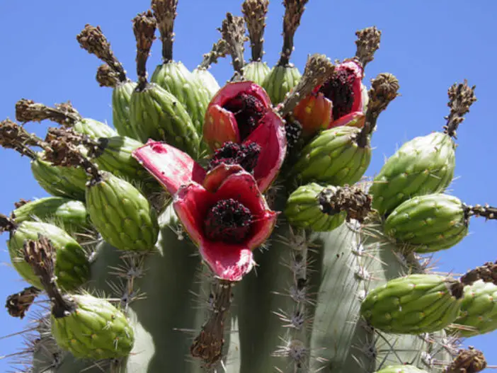 Suculentas comestibles saludables (Carnegiea gigantea)