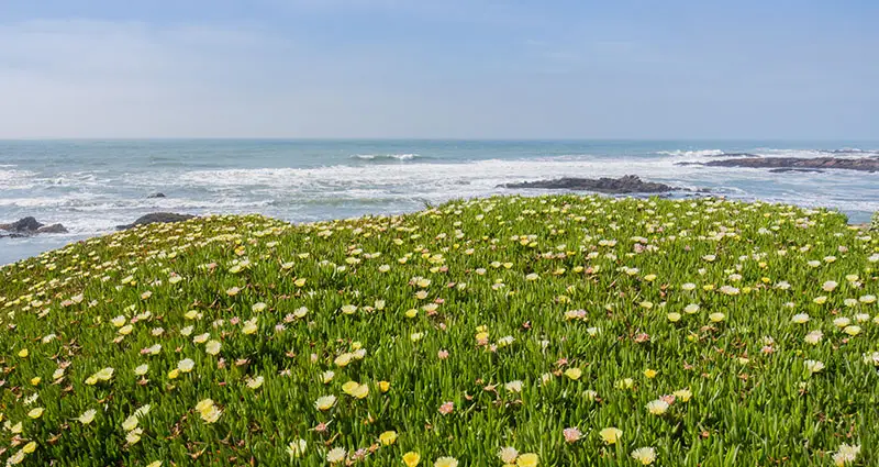 las Carpobrotus edulis cerca de la playa