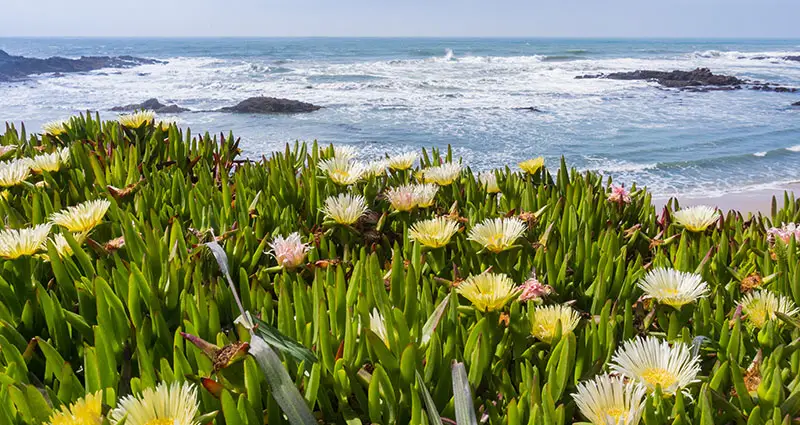 campo de  Carpobrotus edulis al borde de la playa