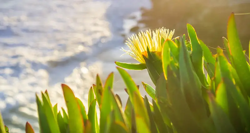 Imagen de las Carpobrotus edulis cerca de la playa