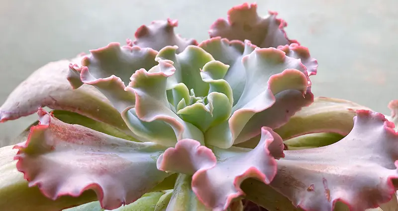 Primer plano de las cerraduras rizadas Echeveria