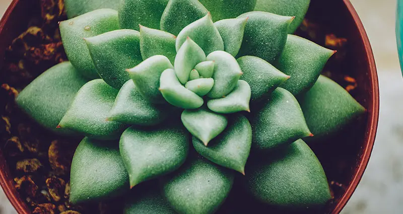 Primer plano de un Echeveria Van Keppel