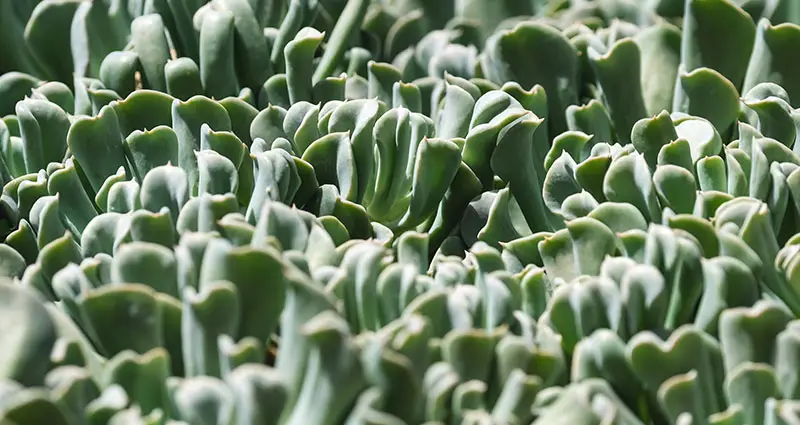 Primer plano de un Echeveria Van Keppel