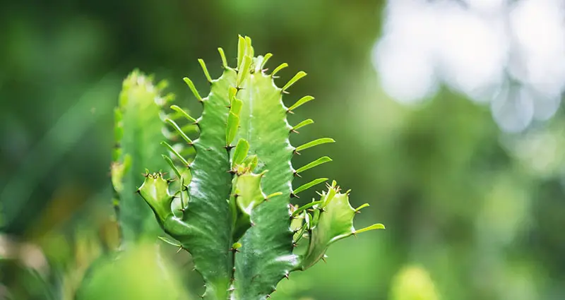 Imagen de primer plano de Euphorbia ingens cactus