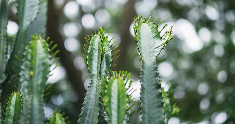 Imagen de primer plano de Euphorbia Ingens Cactus 2