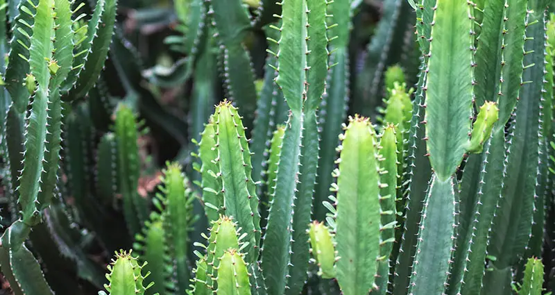 Imagen de primer plano de euforbia ingens cactus árboles