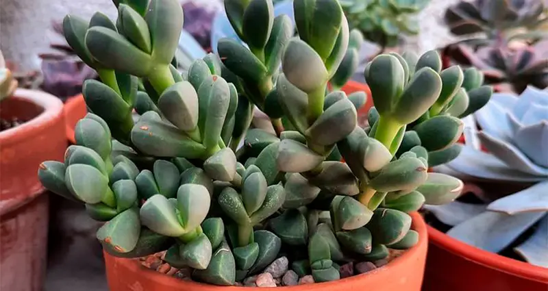 Primer plano de Corpuscularia con sus formas y coloración