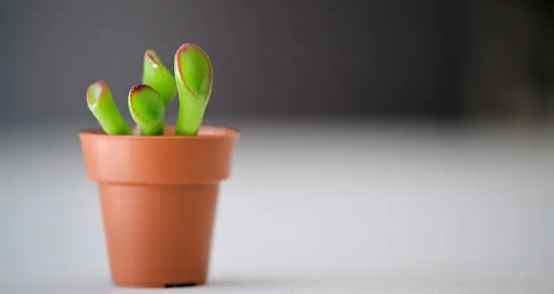 Crasula ovata gollum bebe en una maceta con fondo desenfocado