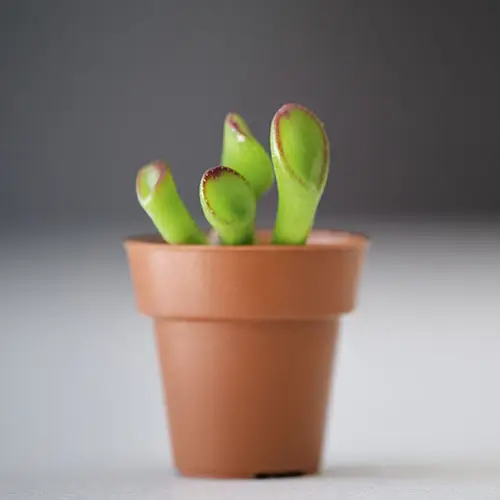 crassula ovata gollum bebe