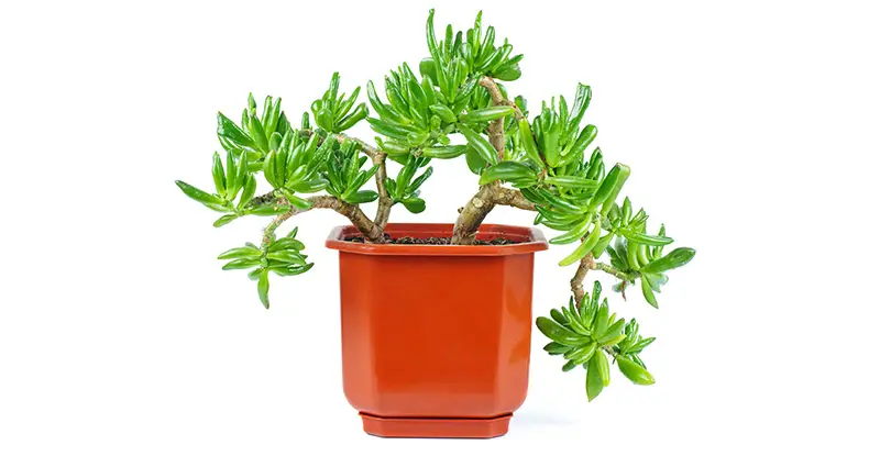 Crassula Ovata Gollum