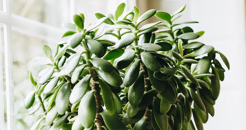 crassula ovata jade 