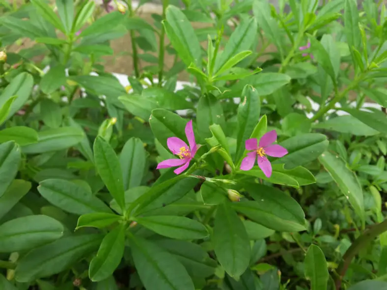 Cultivo de Talinum paniculatum (Joyas de Opar)