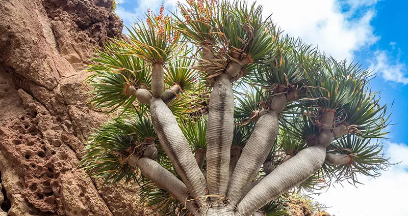 Arbol de dracaena en una montaña