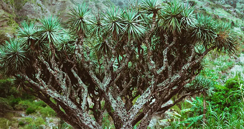 Arbol de dracaena draco