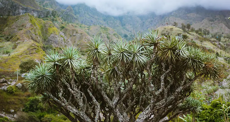 Arbol de dracaena draco