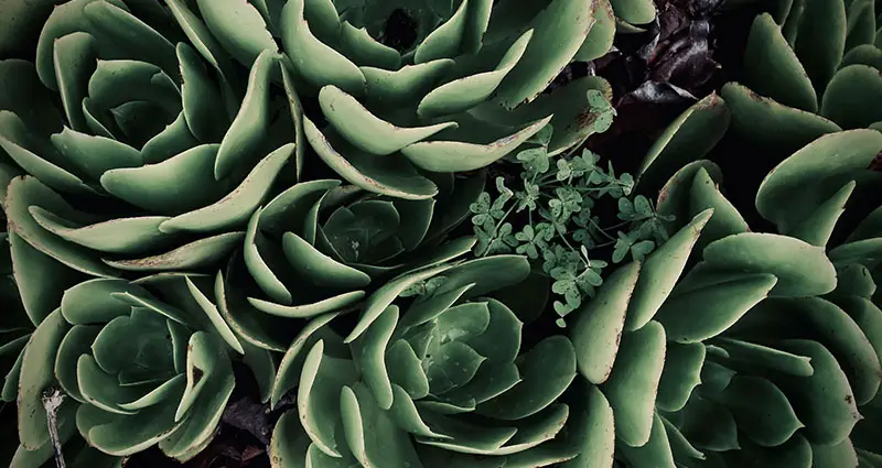 Echeveria elegans