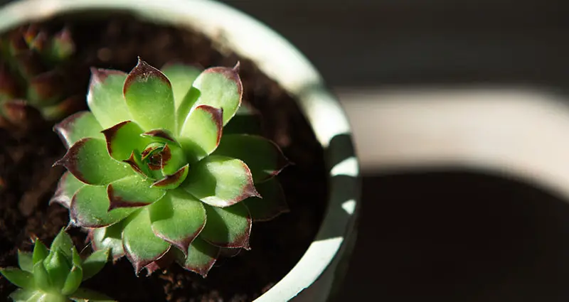 Echeveria en una maceta con luz brillante con sombras