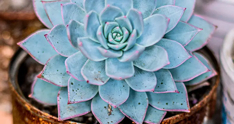 Echeveria en una lata oxidada