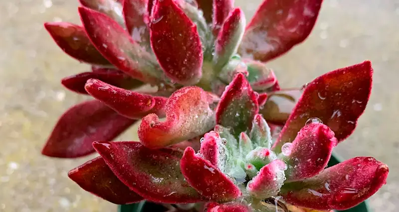 Primer plano de las echeveria pulvinata