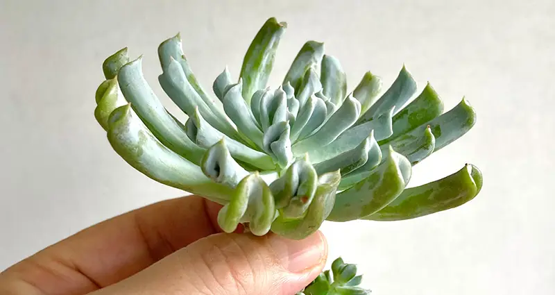 Primer plano del Echeveria Runyonii