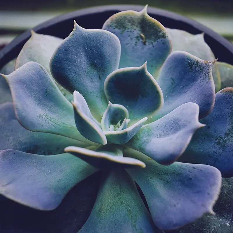 Echeveria elegans