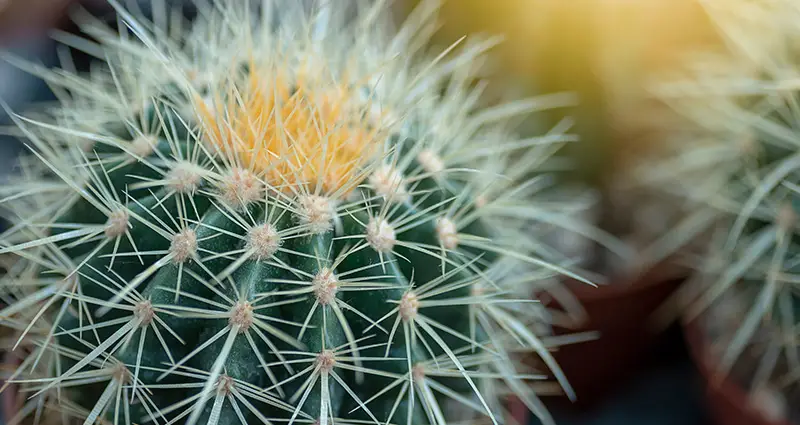 Planta en primer plano con sus espinas