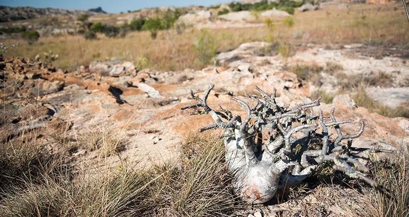 Pie de Elefante Planta Pachypodium Rosulatum Isal