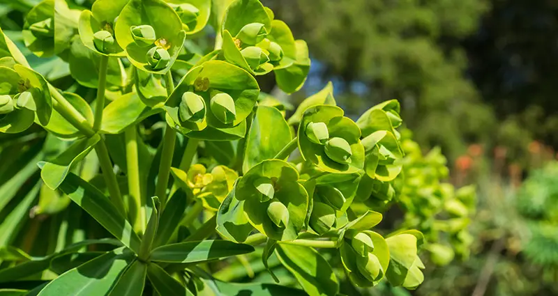 Hojas de Euphorbias