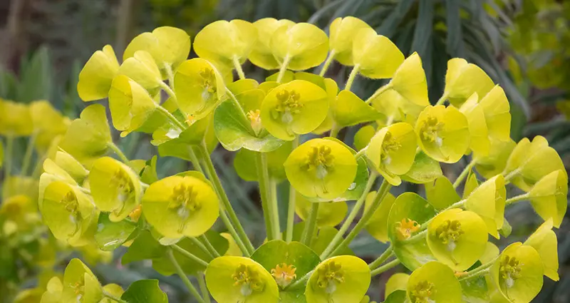 Primer plano de characias