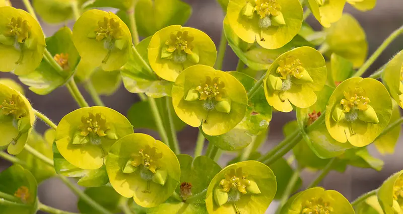 Hojas de characias